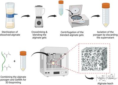 Small molecular weight alginate gel porogen for the 3D bioprinting of microvasculature